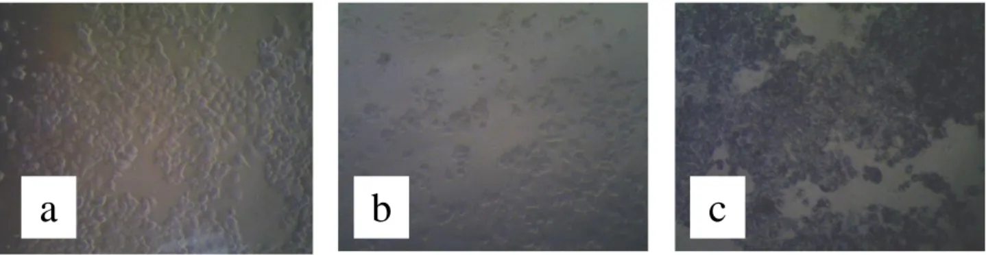 Gambar 2. Morfologi sel sebelum diberi perlakuan (a), morfologi sel setelah ditambahkan kombinasi  ekstrak etanol lengkuas-daun pepaya konsentrasi 250   g/mL (b), morfologi sel setelah diberi reagen 
