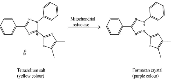 Gambar 1. Reaksi pembentukan kristal formazan (ungu) dari reagen MTT 