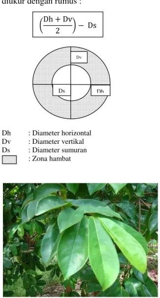 Gambar  1.  Daun  srikaya  yang  digunakan  dalam penelitian 