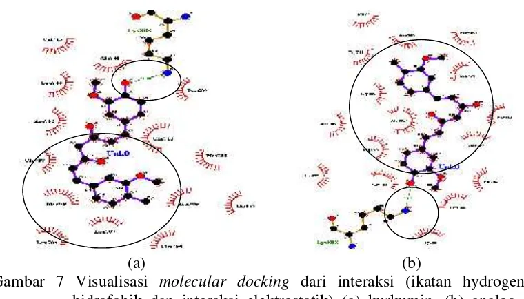 Gambar 7 Visualisasi molecular docking dari interaksi (ikatan hydrogen, interaksihidrofobik dan interaksi elektrostatik) (a) kurkumin, (b) analog 5 terhadapreseptor androgen dengan LigPlot+ 1.5.4