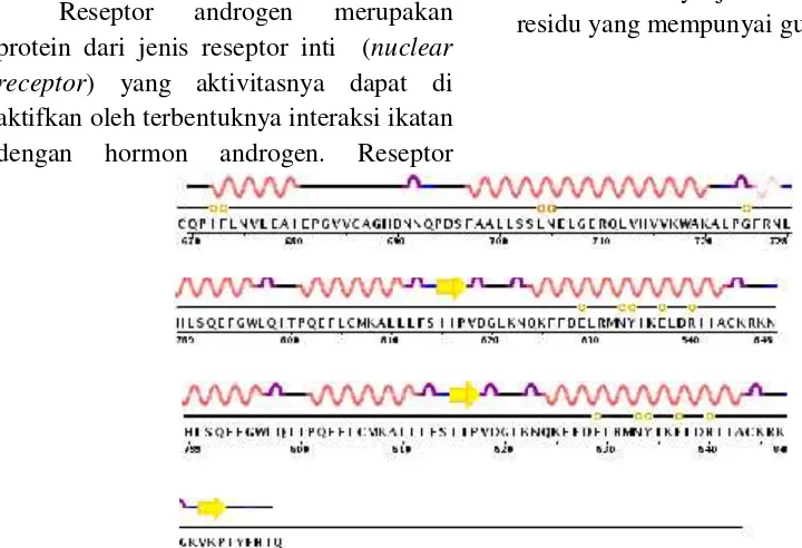 Gambar 2 Struktur sekunder reseptor androgen