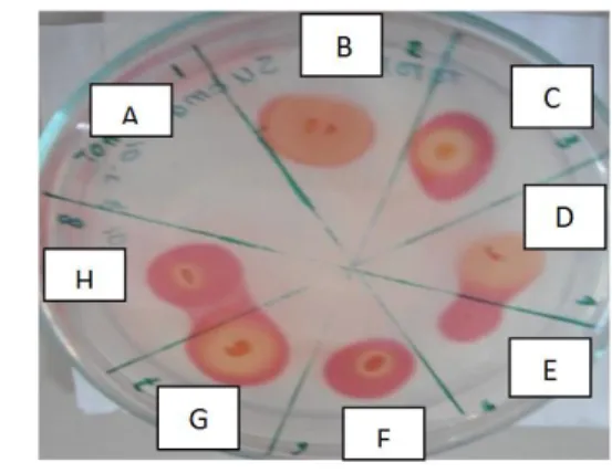 Gambar 1. Hasil uji zona bening bakteri  selulolitik 