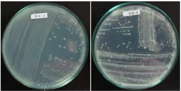 Gambar  1.    Hasil  isolasi  bakteri  pada  media  padat  selulase  yang  mengandung  1%  CMC