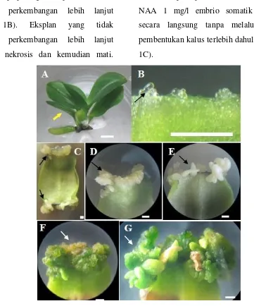 Gambar 1. Perkembangan embrio somatik pada daun anggrek P. “Sogo Vivien” secara in vitro