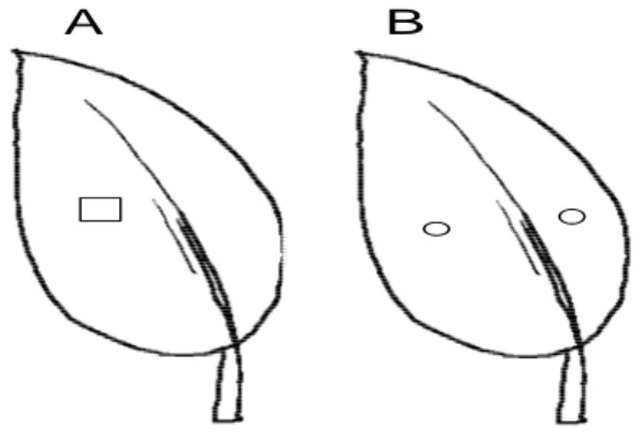 Gambar 1. Skema letak inokulum sporangia (A, dilambangkan oleh tanda  □) dan filtrat biakan (B, dilambangkan oleh tanda ○) pada  permukaan bawah daun lada (Piper nigrum) 