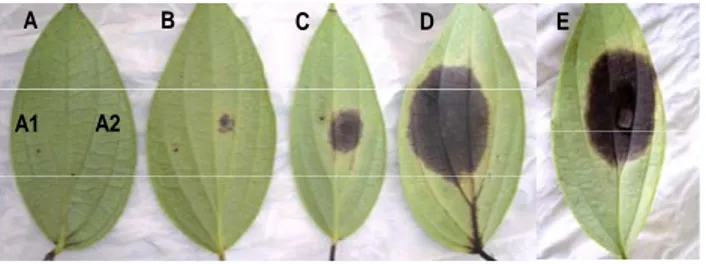 Gambar 2.   Gejala bercak nekrotik pada daun lada  (Piper nigrum) yang  diinduksi dengan filtrat biakan dan sporangia Phytophthora 