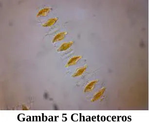 Gambar 5 Chaetoceros