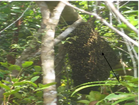 Gambar 3. Sarang lebah pada sunggau (panah)