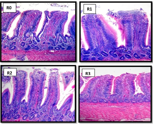 Gambar 1.  Gambaran histologi usus halus (ileum) itik penelitian 
