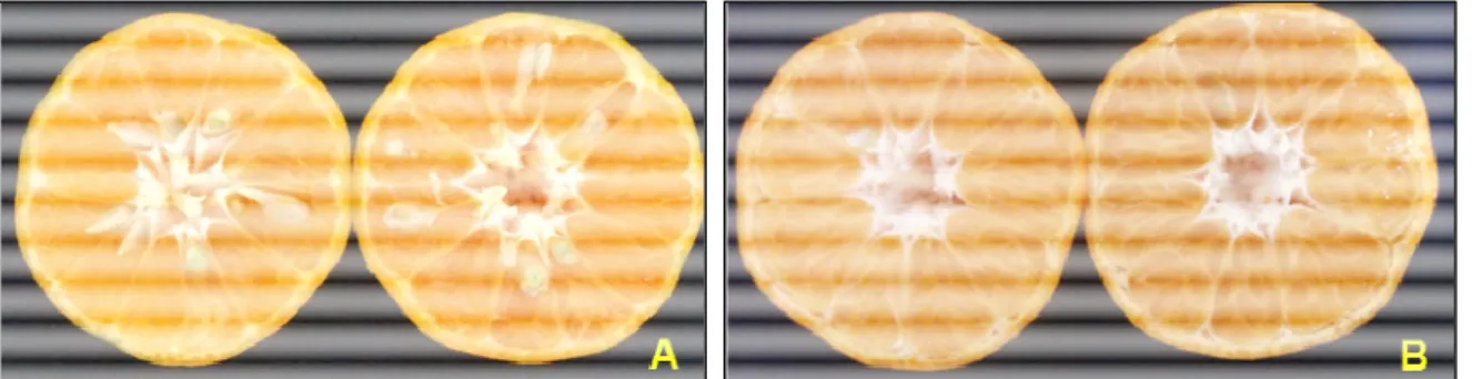 Gambar 2. Penampilan buah pada aksesi SoE mutan generasi M 1 V 2 . A = buah dengan biji  ≥6, B = buah dengan biji ≤5