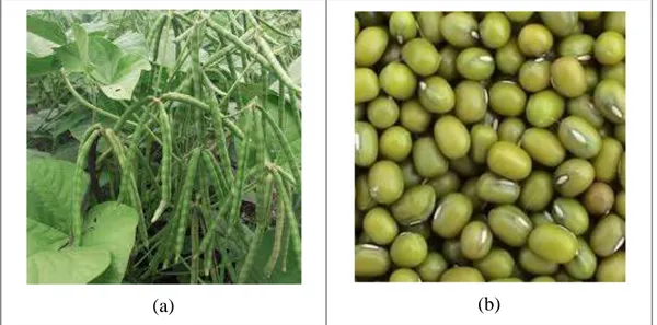 Gambar 1. (a) Tanaman Kacang Hijau dan (b) Kacang Hijau 