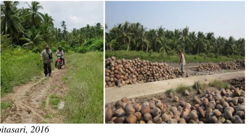 Gambar 1. Potensi kelapa di Dusun Bahagia Desa Tungkal I 