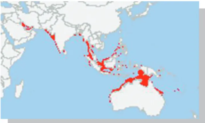 Gambar 2. Distribusi udang jerbung dari Australia dan Asia Tenggara terutama yang ada di Indonesia