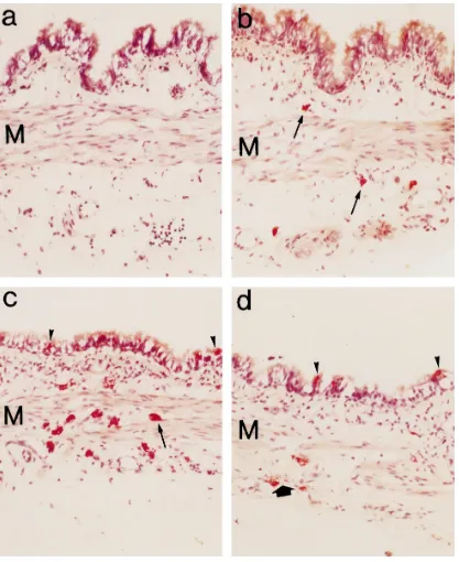 Fig. 5. Light micrographs of serial sections of the membranous part of trachea revealed by enzyme histochemistry for chloroacetate esterase activity