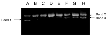 Fig. 2. Cytotoxic effect of protein fractions fromMirabilis jalapa on HeLa (� ) and Raji (�) cells