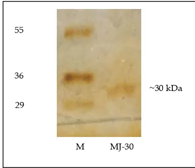 Fig. 1(b):  Analysis by 12 % (w/v) SDS-PAGE of the active protein fraction. The protein fraction was observed on moleculer weight of 30 kDa, therefore, it was designated as MJ-30 (MJ for Mirabilis jalapa, and 30 for 30 kD)