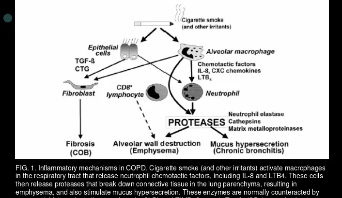 FIG. 1. Inflammatory mechanisms in COPD. Cigarette smoke (and other irritants) activate macrophages 