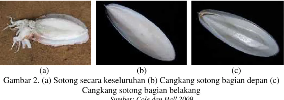 Gambar 2. (a) Sotong secara keseluruhan (b) Cangkang sotong bagian depan (c) Cangkang sotong bagian belakang