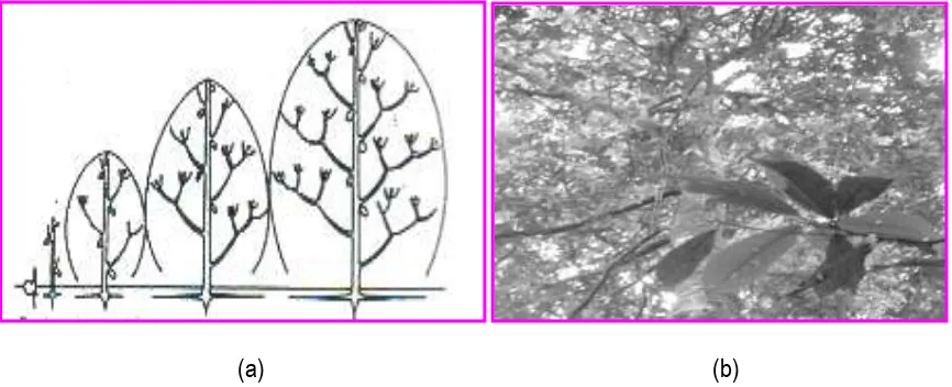 Gambar 9.  Sketsa Pola Percabangan pada Model Arsitektur Pohon SCARRONE (a) dengan Contoh Jenis Saurauja pendula (b)