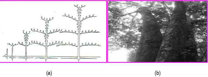 Gambar 1. Sketsa Pola Percabangan pada Model Arsitektur Pohon Attims (a) dengan                       Contoh Jenis Ficus variegate (b)