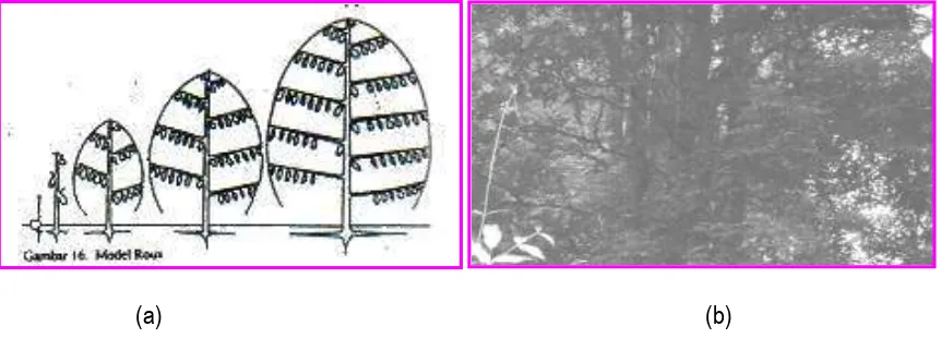 Gambar 8. Sketsa Pola Percabangan pada Model Arsitektur Pohon Roux (a) dengan Contoh Jenis   