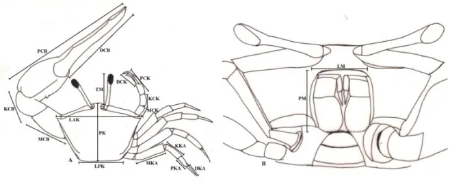 Gambar 2. Mor fologi Uca vocans dan karakter yang diukur. (A) Dorsal, (B) Ventral. 