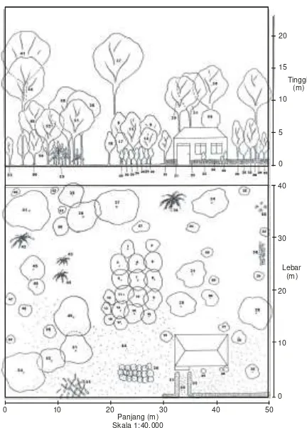 Gambar 4  Diagram profil vertikal dan horisontal vegetasi pekarangan dari 1 contoh plot penelitian yang representatif di tipe luasan pekarangan 2000 m2  