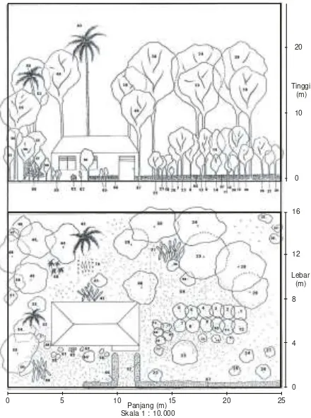 Gambar 1  Diagram profil vertikal dan horisontal vegetasi pekarangan dari 1 contoh plot penelitian yang representatif di tipe luasan pekarangan 400 m2 