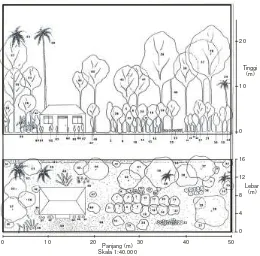 Gambar 2  Diagram profil vertikal dan horisontal vegetasi pekarangan dari 1 contoh plot penelitian yang representatif di tipe luasan pekarangan 800 m2  