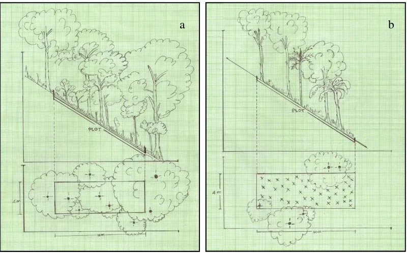 Gambar 4. Perbandingan penutupan tajuk 100 % pada hutan (a) dan lahan agroforestri 16 % (b), ket: x = tanaman cabai