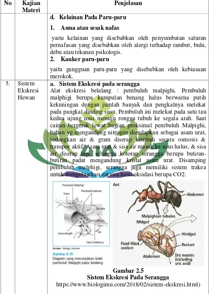 Gambar 2.5 Sistem Ekskresi Pada Serangga 