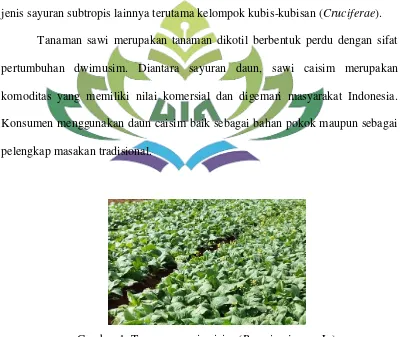 Gambar 1. Tanaman sawi caisim (Brassica juncea L.) 