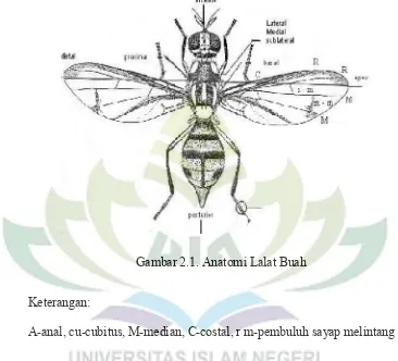 Gambar 2.1. Anatomi Lalat Buah 