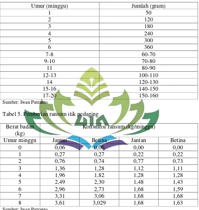 Tabel 5. Pemberian ransum itik pedaging 