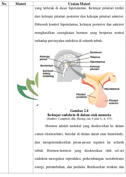 Gambar 2.4 Kelenjar endokrin di dalam otak manusia 