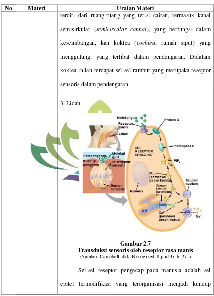 Gambar 2.7 Transduksi sensoris oleh reseptor rasa manis 
