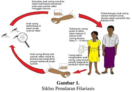 Gambar 1.   Siklus Penularan Filariasis  Sumber: Dinkes Kabupaten Alor (2002)  Faktor Risiko Kejadian Filariasis 