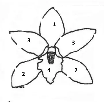 Gambar. 5.  Bagian-bagian bunga anggrek  