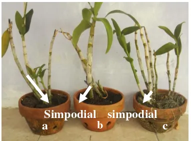 Gambar 1.  Batang bunga anggrek blueDendrobium sonia (a), Dendrobium valentine  (b) dan Dendrobium woon leng (c) 