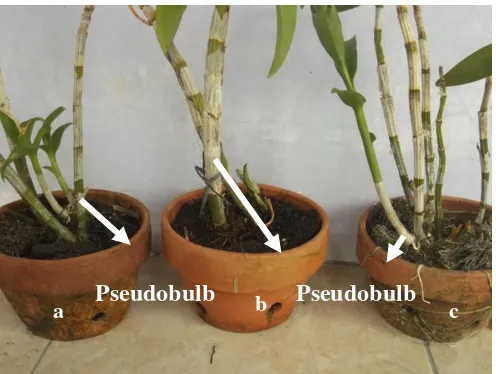 Gambar 2. Pseudobulb bunga anggrek Dendrobium sonia (a), Dendrobium valentine blue (b) dan Dendrobium woon leng (c) 