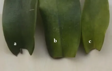 Gambar 3. Bentuk helaian daun bunga anggrek Dendrobium sonia (a), Dendrobium valentine blue (b) dan Dendrobium woon leng (c) 