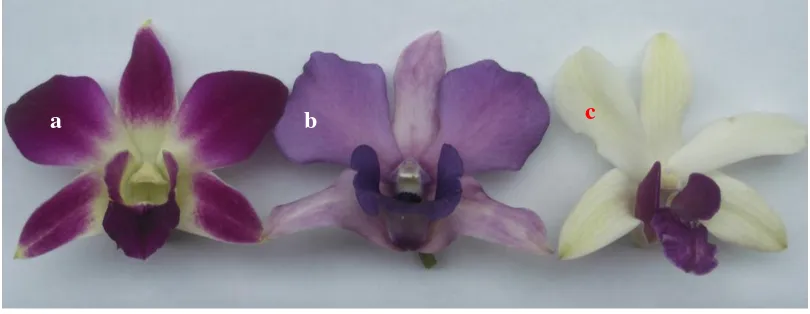Gambar 6. Bagian bunga anggrek (b) danDendrobium sonia (a), Dendrobium valentine blue  Dendrobium woon leng (c) 