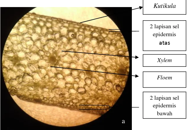 Gambar 8. Anatomi daun Dendrobium sonia 