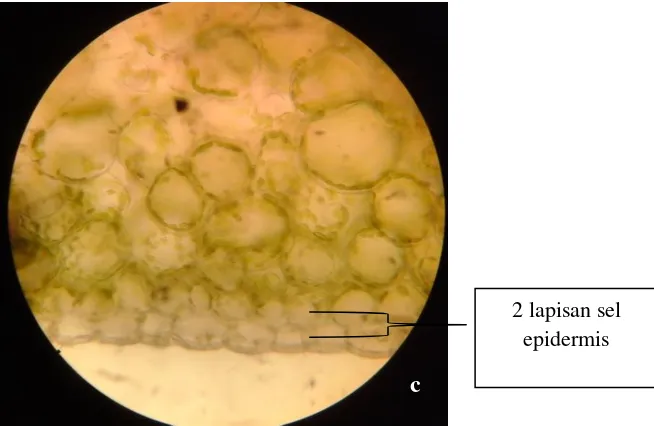 Gambar 9. Jumlah lapisan sel epidermis atas bunga anggrek Dendrobium sonia 