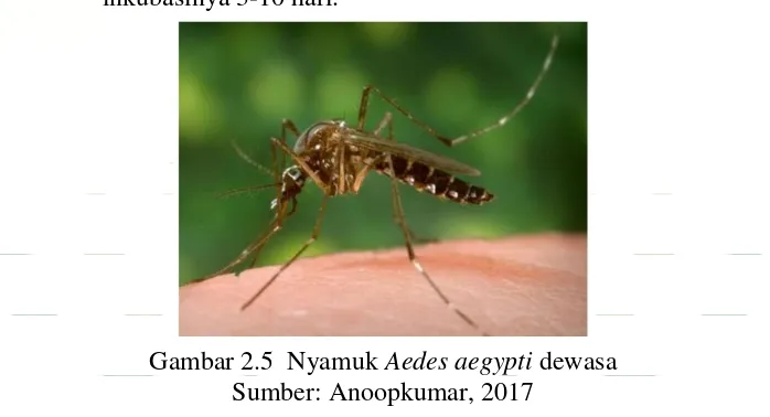 Gambar 2.5  Nyamuk Aedes aegypti dewasa 