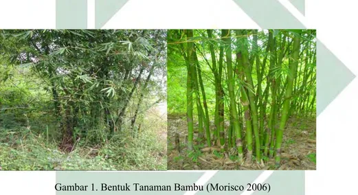 Gambar 1. Bentuk Tanaman Bambu (Morisco 2006) 