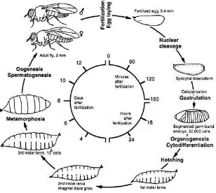Gambar. 10  Siklus hidup Lalat buah35 