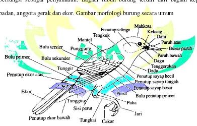 Gambar 2.1 Morfologi burung secara umum 