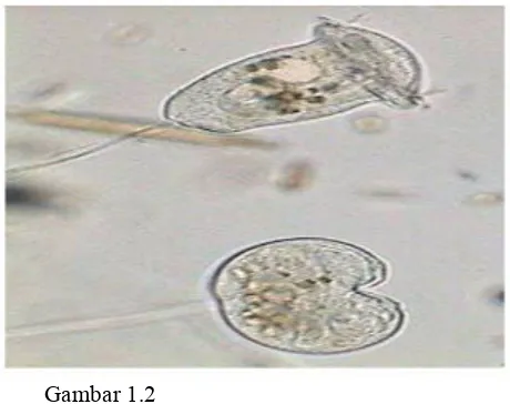 Gambar 1.2 Paramecium 