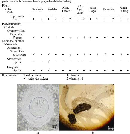 Tabel 1. List filum, kelas, ordo, superfamili dan jenis cacing parasit saluran pencernaan yang di temukan pada hamster di beberapa lokasi penjualan di kota Padang 